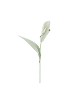 Pili Flower - Duo Fresh Almond